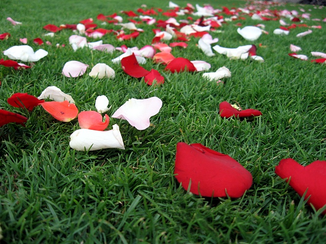 Loose rose petals 11 romantic and whimsical wedding decorations you can get for really cheap online