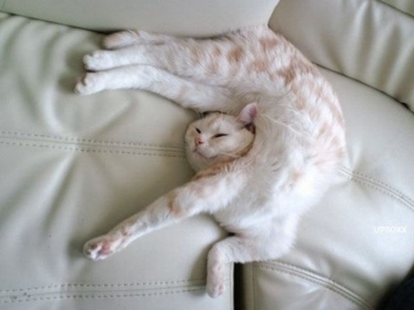 Funniest cat sleeping positions 10