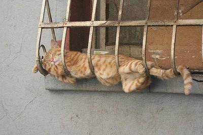 Funniest cat sleeping positions 11