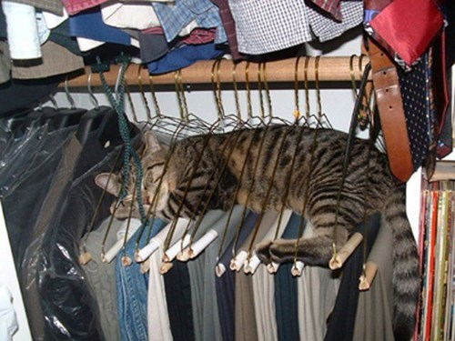 Funniest cat sleeping positions 12