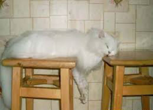 Funniest cat sleeping positions 16