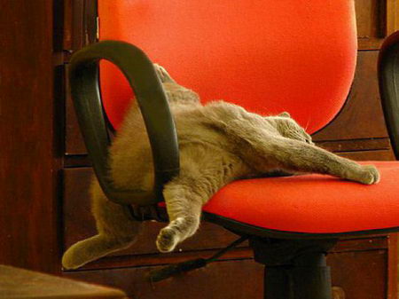 Funniest cat sleeping positions 17