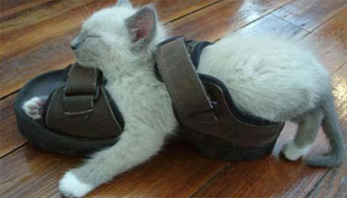 Funniest cat sleeping positions 18