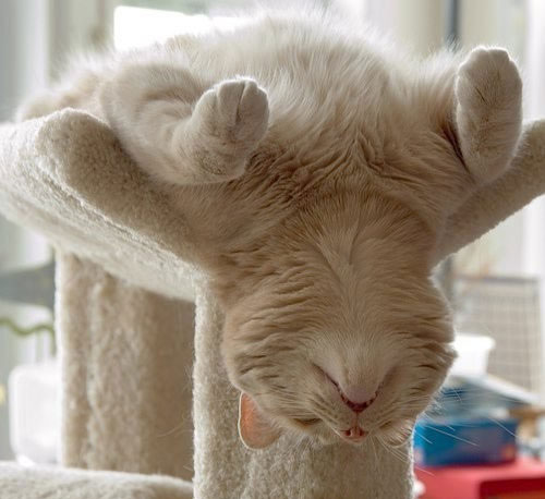 Funniest cat sleeping positions 8