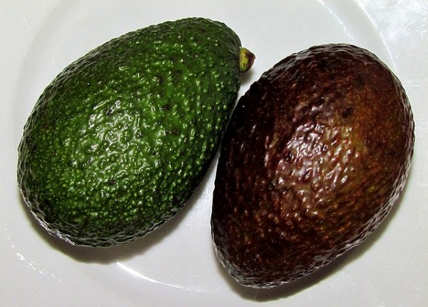 avocado 14 things you should NEVER feed your dogs