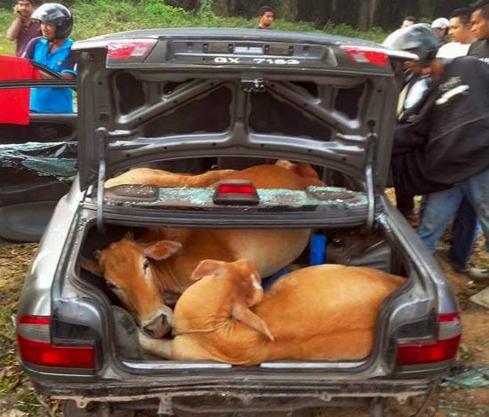 cows in sedan car