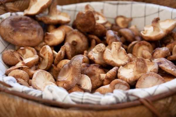 mushrooms 14 things you should NEVER feed your dogs