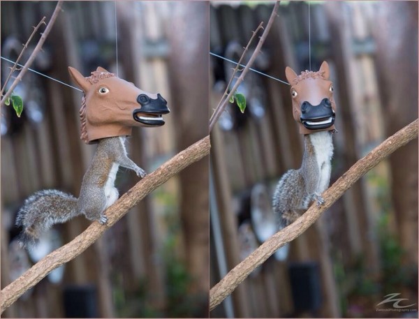 horse head squirrel